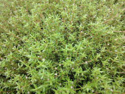 Nadelkraut - Crassula Recurva